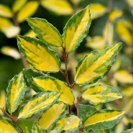 Euonimus eleagnus  Photinia vesnic verde