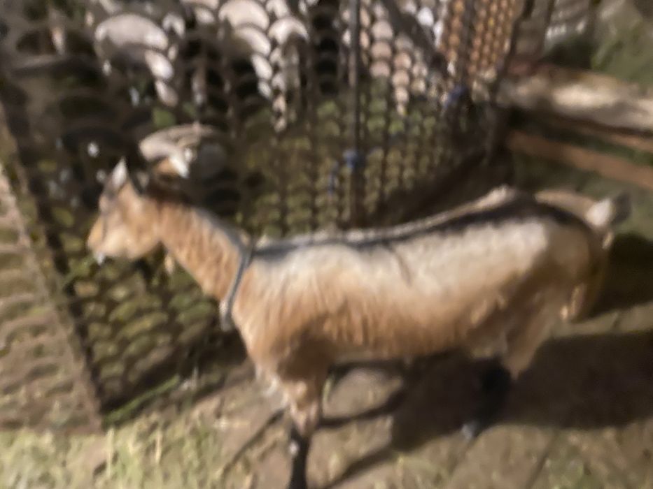 Vând capră de alpin francez la 1 fătare are 1 ani  capra la o mulsoare dă 4 litri de lapte capră cuminte la muls și tânără perfect  pentru cine care