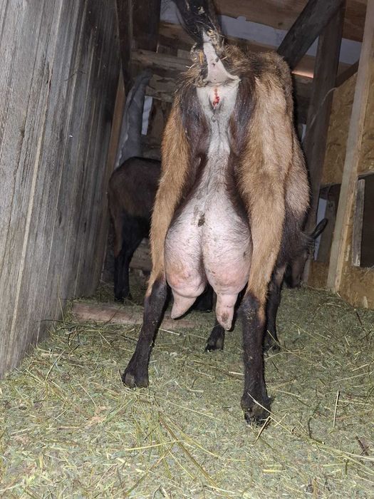 Capre la a doua fătare, imperecheate cu mascul anglo nubian cu origine