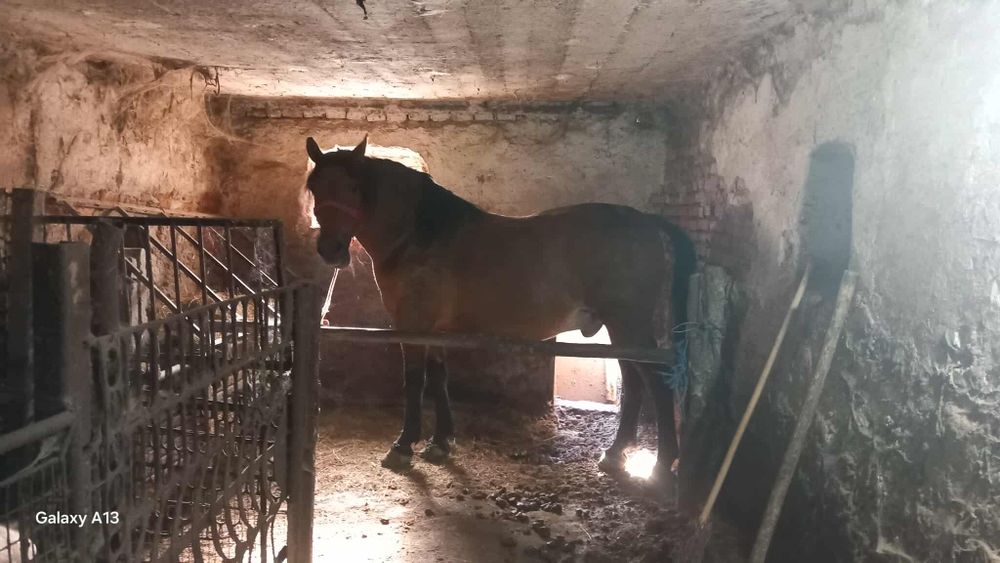 Cal bun de ham  cuminte