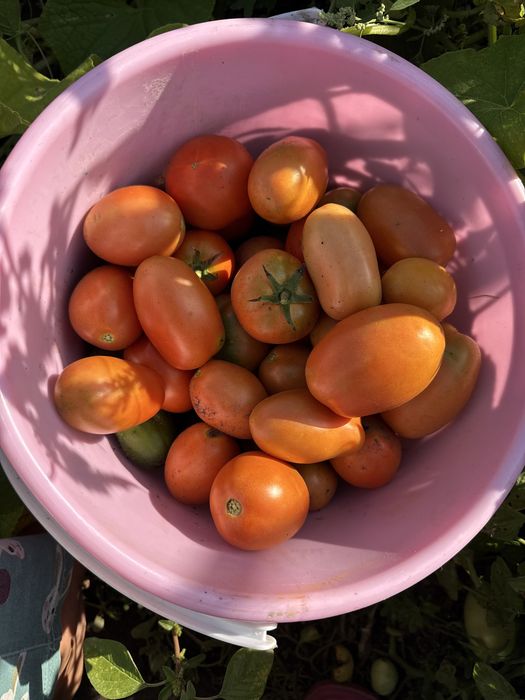 Продам свежим домашние помидоры