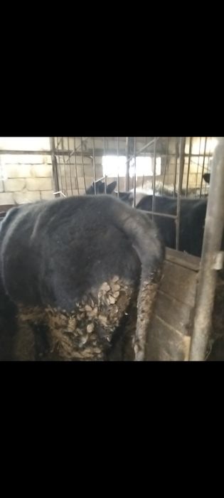 Продам Бычки и телочки