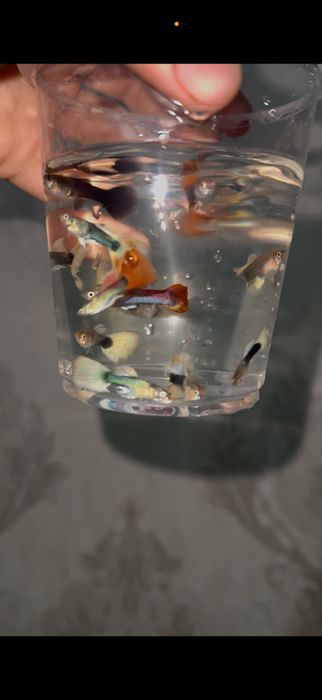 Guppi baliqlari