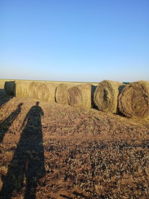 Продам сено в руллонах
