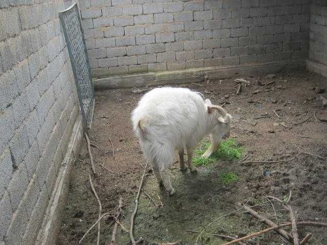 Козел Эчки така 3 года.