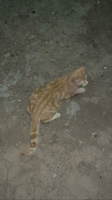Шотладский прямоухий кот