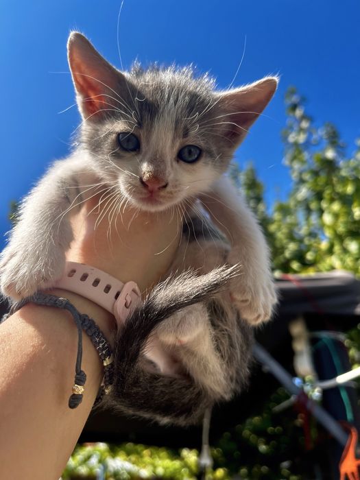 Подарявам малки котенца на  1 месец