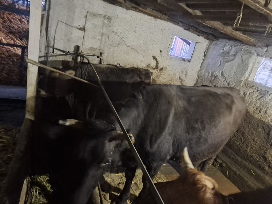 Продам корову...