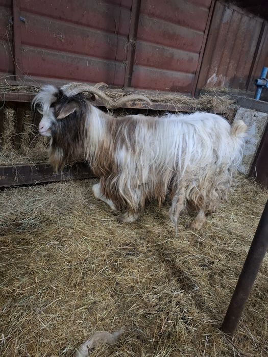 Продавам 1 бр калоферски пръч на 3 години