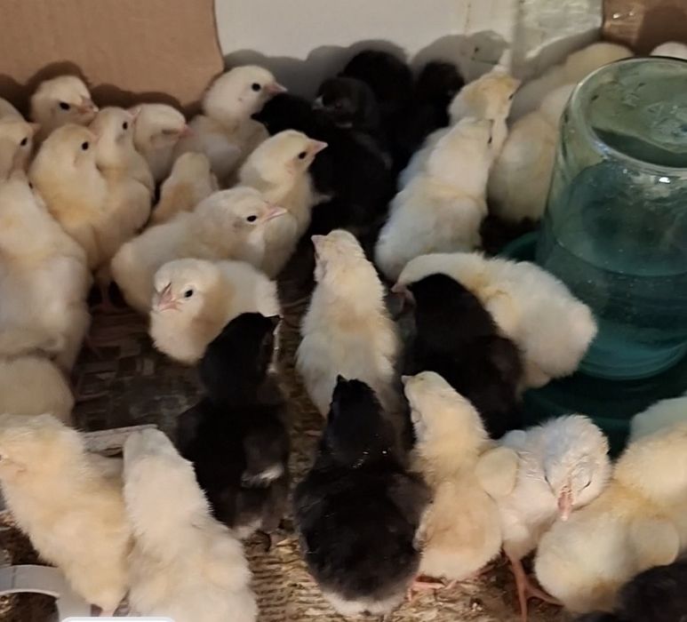 Продам цыплят!!!
