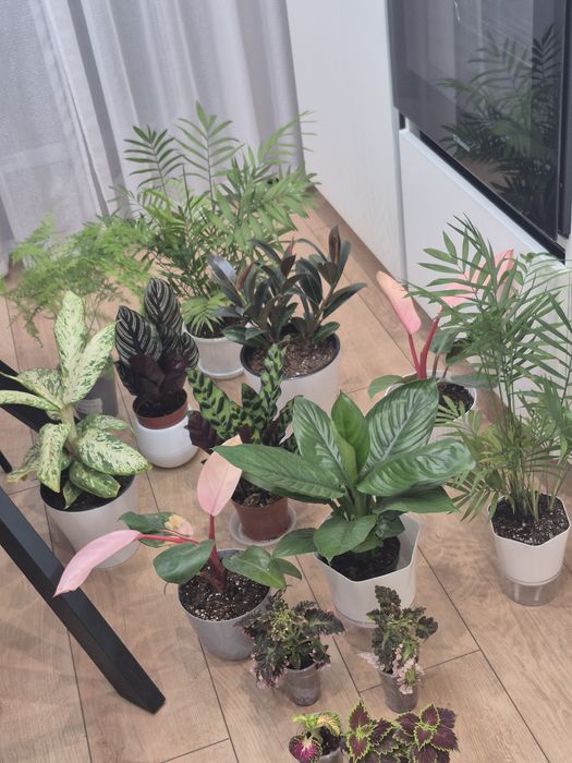 Продам комнатные цветы.