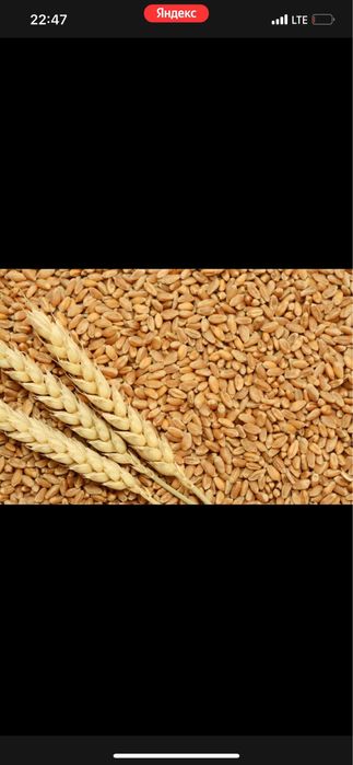 Закупаем ячмень, зерноотходы, пшеницу Дорого