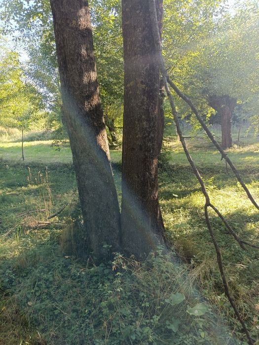 Vând copaci de frasin,netaiat.