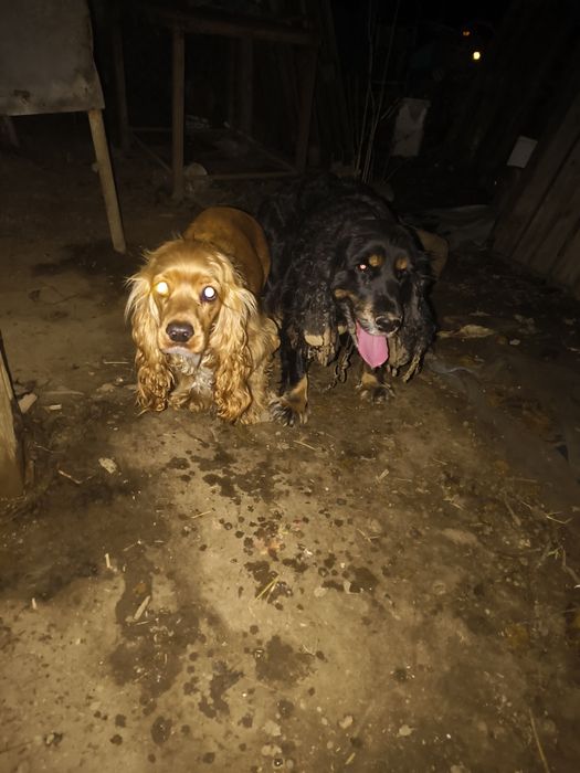 Майте животни @@@@