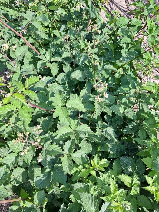 Продаётся  ежемалина