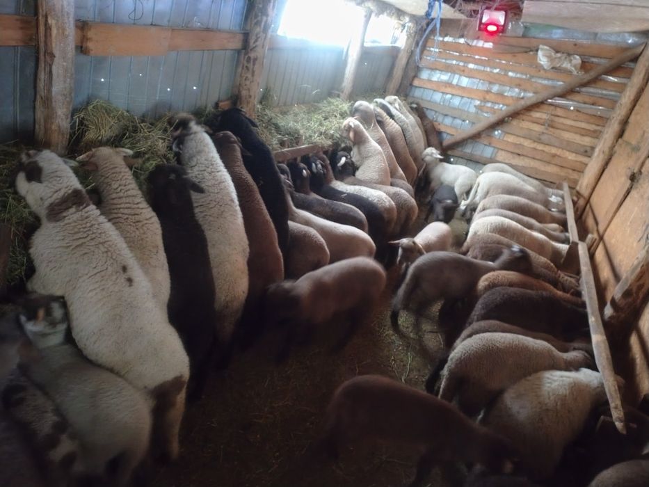 Vând Miei pentru Paște!