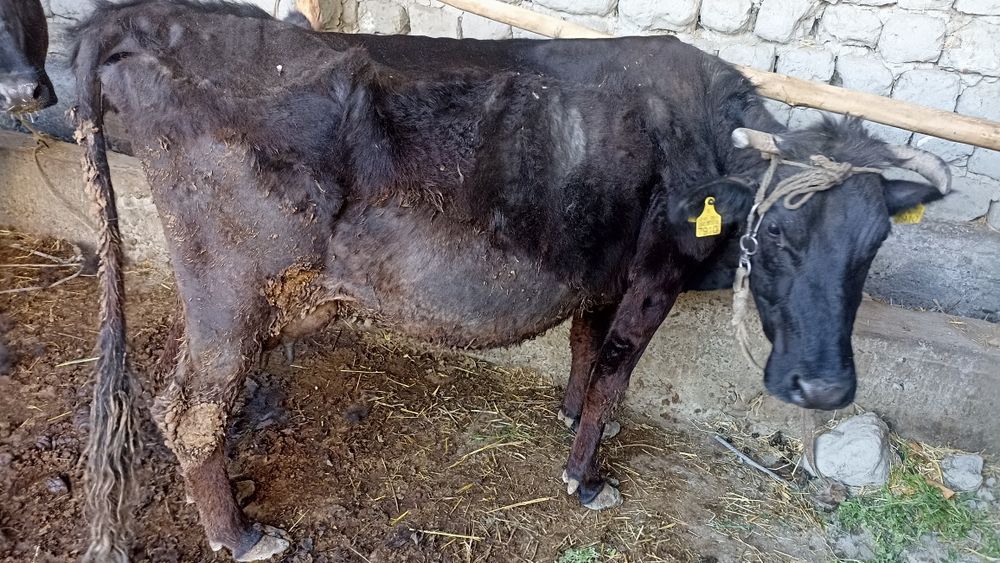 Ona bola sigir sotiladi