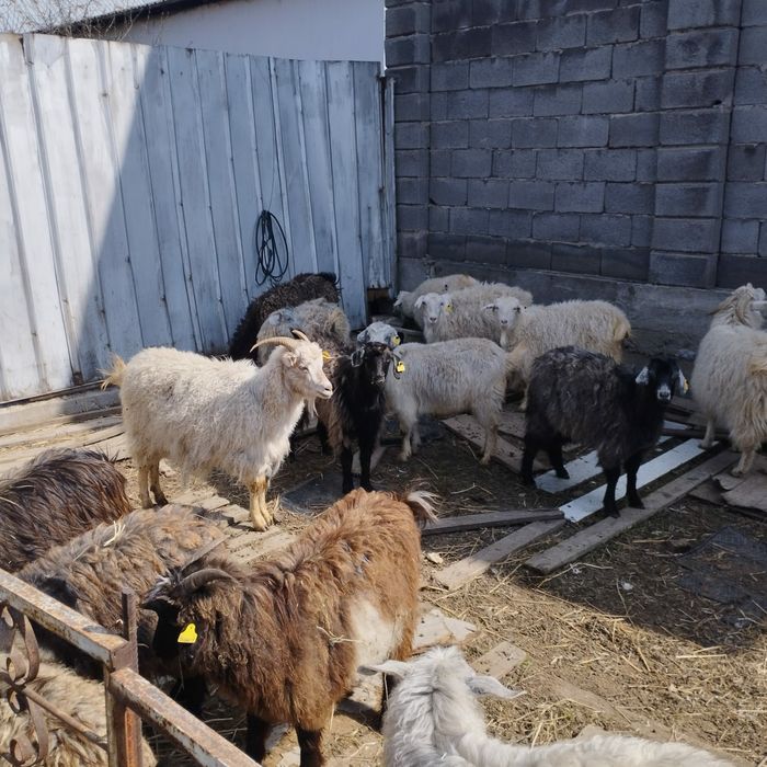 Козы бараны овцы коза козёл