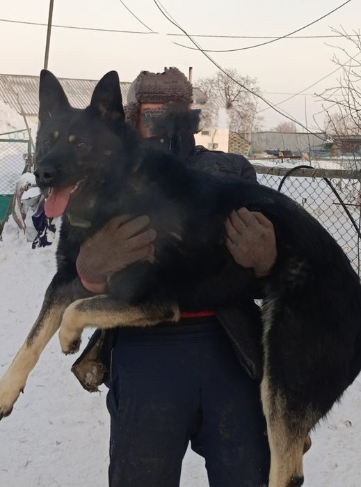 Продам щенка Вео