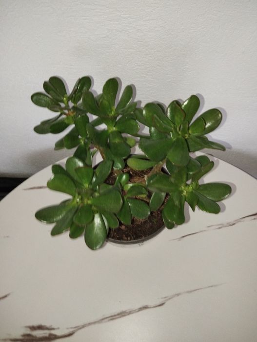 Крассула, толстяка, монетное дерево.