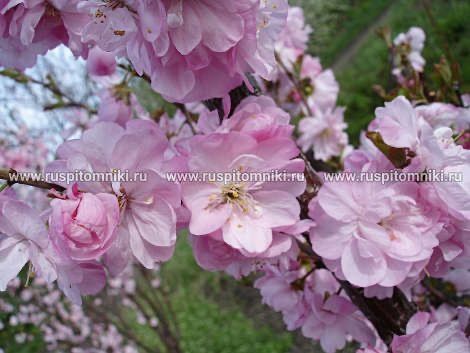 Саженцы из России