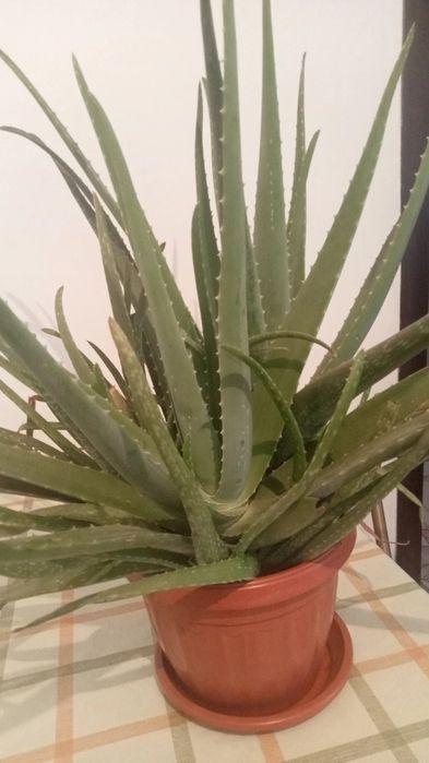 Алое вера продаем