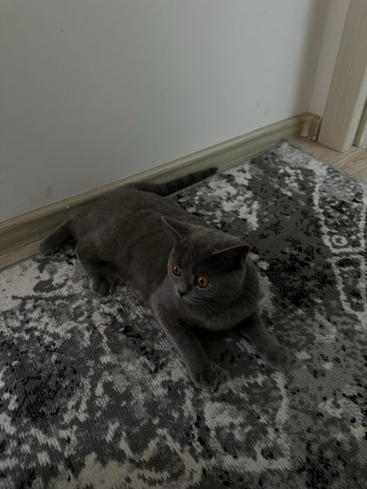 Mushk sotiladi qizbola mushuk aqli toza parodali