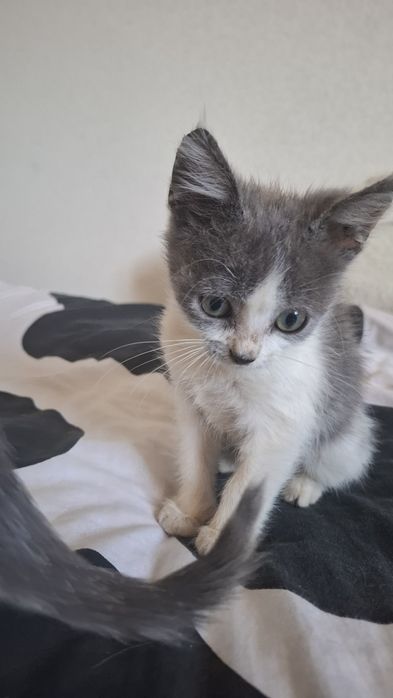 Котята ищет добрых хозяев