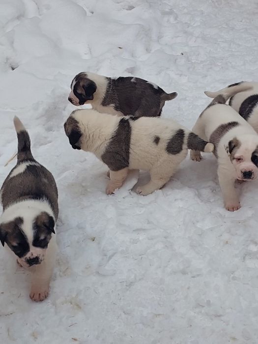 Продам Щенки алабай