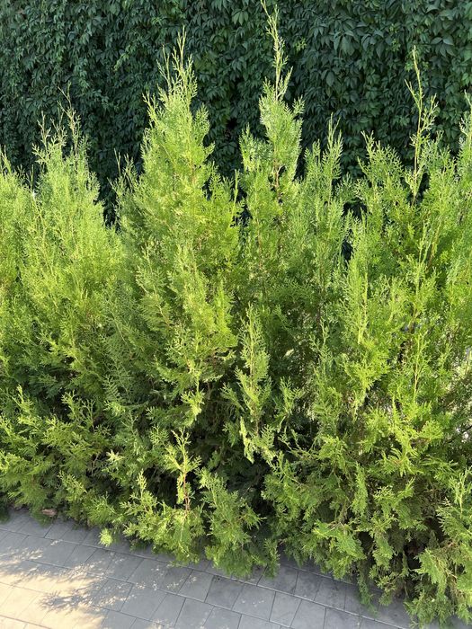 Туя, хвойные расстения