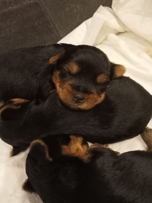 Йоркширский терьер