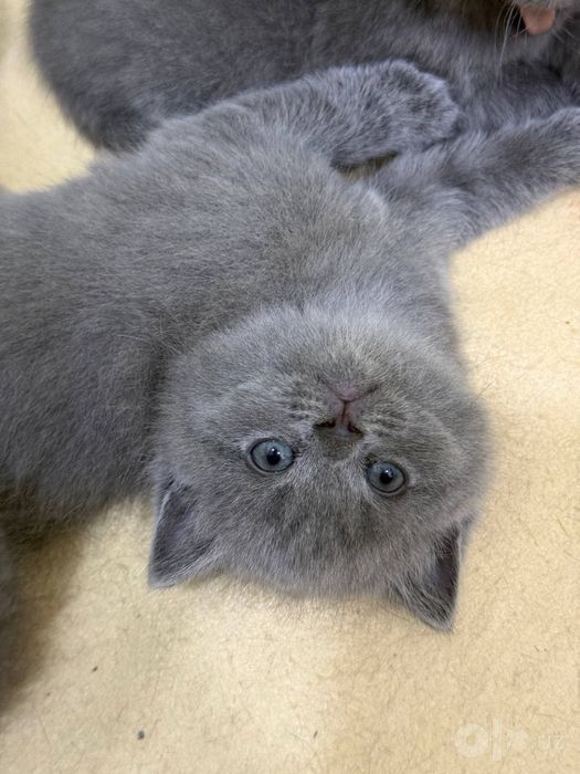 Zotli mushuk cat кошки
