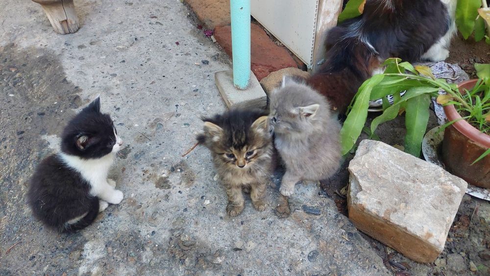 Котята домашние пушистые