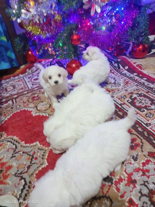 Малтийска болонка - малки пухени сладурчета