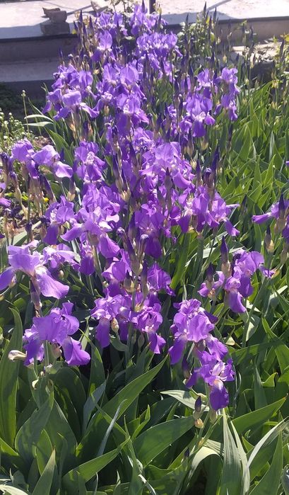 Ирис германский (бородатый)