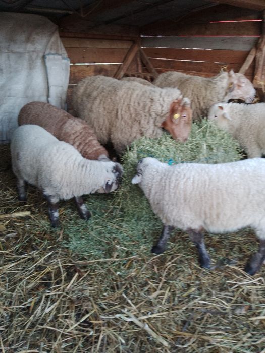 Miei de vânzare soiul țigaie