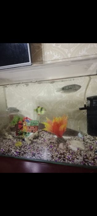 Продается аквариум с рыбами