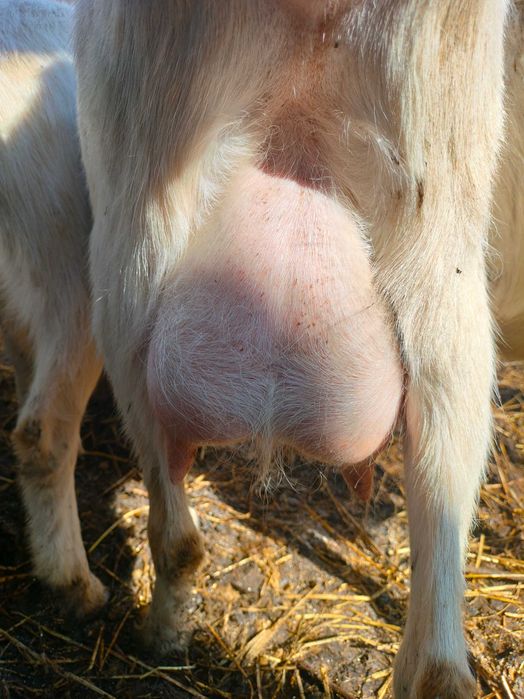 Vând ieduțe Saanen