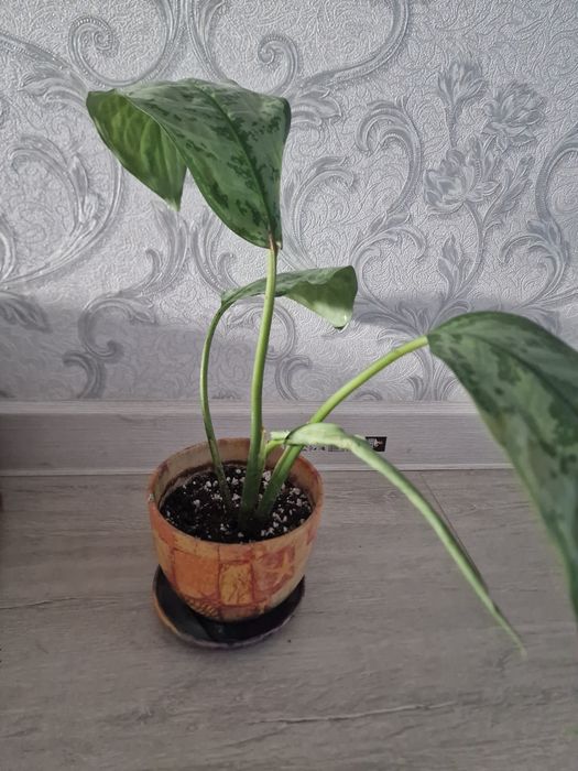 Продам цветок дифенбахии