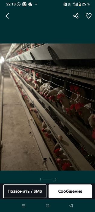 Куры несушки декалб