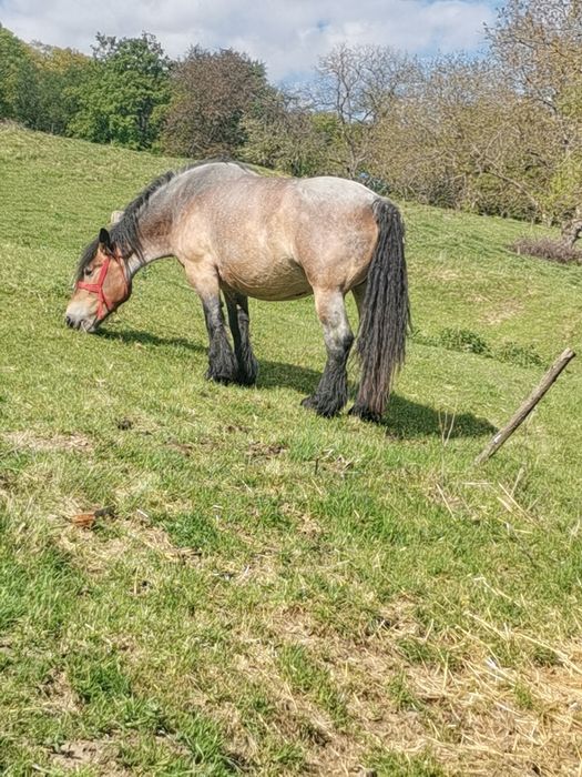 De vânzare iapă 6 ani face în 28 aprilie gestantă trebuie să fete în 25 mai preț 5500 euro ușor negociabil