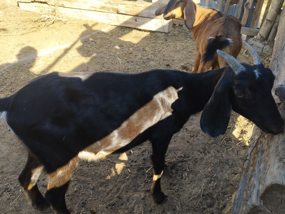 Англобуб шыбыштар сатылады