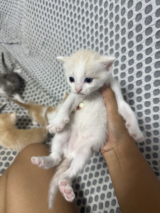 Отдам котят в добрые руки