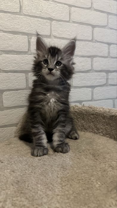 Гиганты!Котята! Мейн-Кун!