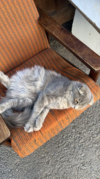 Кот в Добрые руки