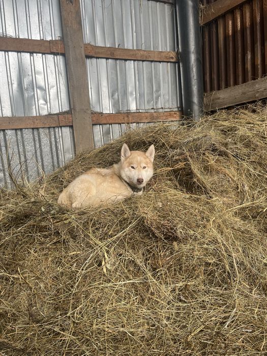 Продаю щенков хаски