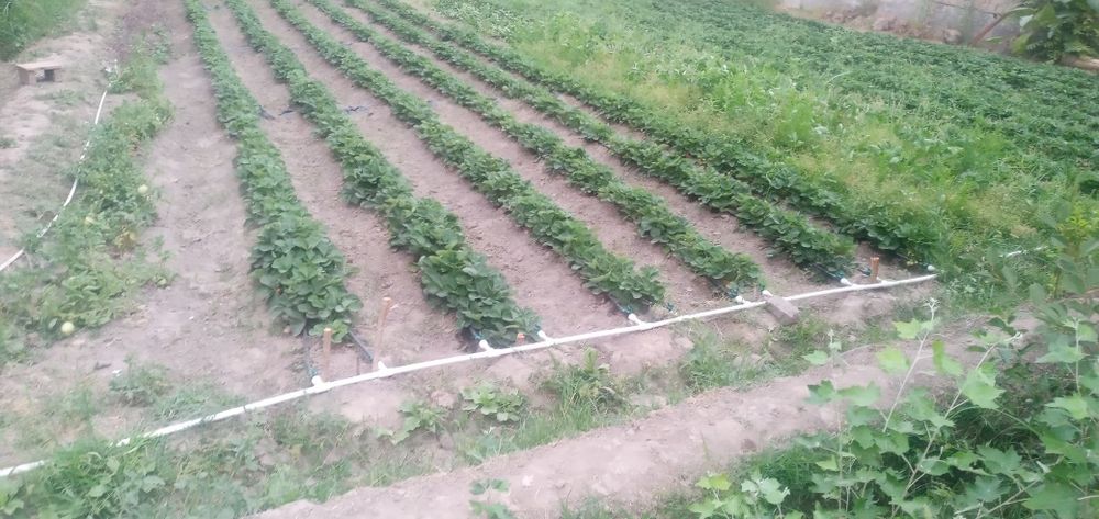 Qulupnay kõchat sotiladi