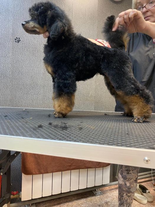 Щенок пуделя миниатюрный