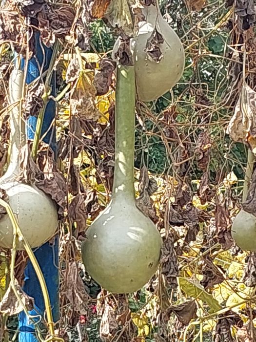 Срочно продам тыквы декоративные