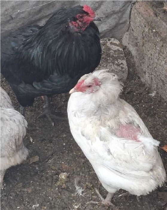 Oua de araucana pentru incubat
